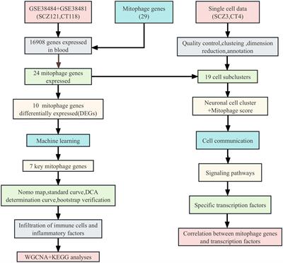 Analyses of single-cell and bulk RNA sequencing combined with machine learning reveal the expression patterns of disrupted mitophagy in schizophrenia